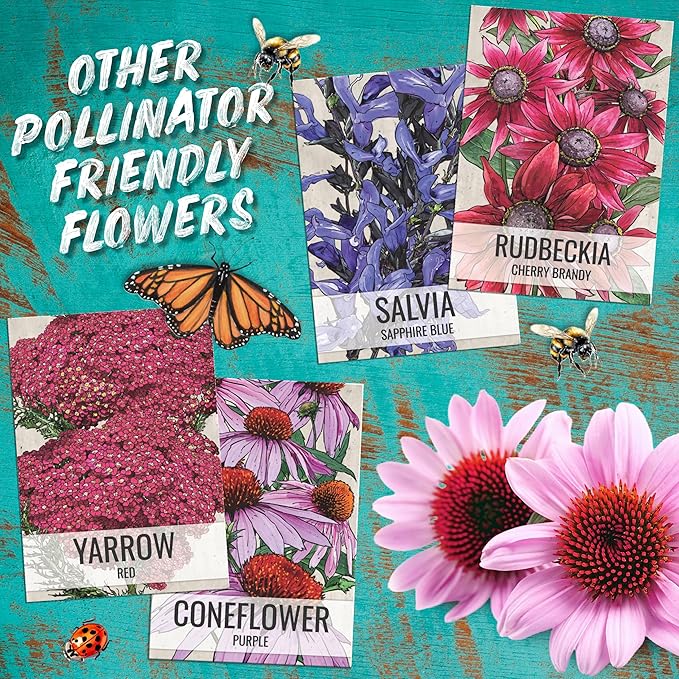 Seed Needs Salvia Seeds for Planting Scarlet Sage Flowers - Heirloom & Open Pollinated Perennial Wildflower Seed to Plant an Outdoor Butterfly Garden to Attract Pollinators (20 Packs)