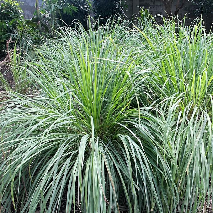 Outsidepride Lemon Grass Seeds for Planting - 1000 Perennial Seeds, Mosquito Repellent, Deer Proof, Citronella Grass for Culinary and Ornamental Use, Blue-Green Foliage, Lemon Grass Live Plant