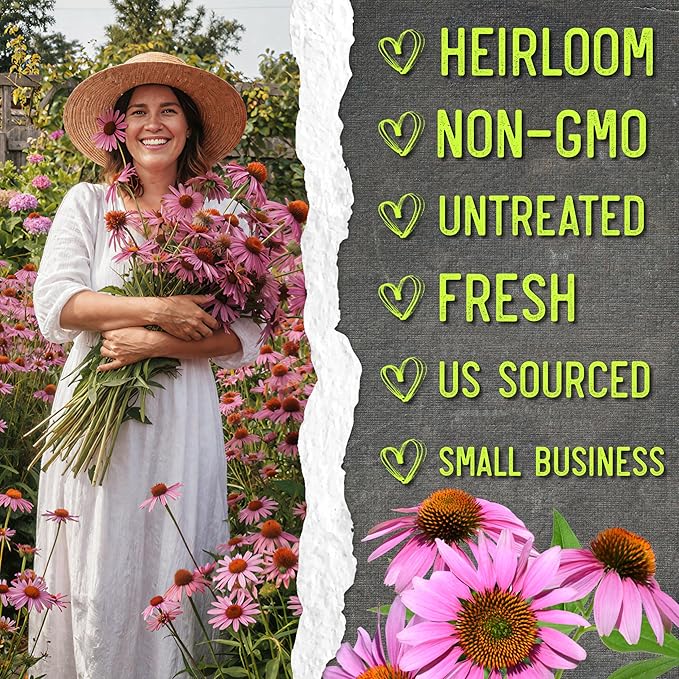 Seed Needs Coneflower Seeds for Planting Purple Echinacea Coneflowers - Heirloom & Open Pollinated Perennial Medicinal Flower - Perfect Wildflowers for a Butterfly Garden (20 Packs)